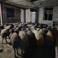 ۴۰ عدد گوسفند افشاری|حیوانات مزرعه|دینور, |دیوار