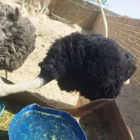 شترمرغ مولد|حیوانات مزرعه|سراوان, |دیوار