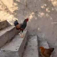 خروس محلی بزرگ