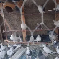 کبوتر|پرنده|پاکدشت, پاکدشت (مامازند)|دیوار