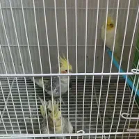 یک جفت عروس هلندی نر و ماده و لوتینو ماده
