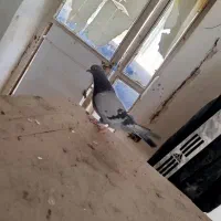 تیدی کله ای ترونی دمگیر اصفهانی|پرنده|برخوار, |دیوار