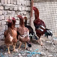 تخم مرغ لاری و جوجه لاری|حیوانات مزرعه|تهران, امیریه|دیوار