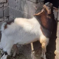 فروش گوسفند