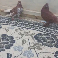 یک جفت کفتر سرخ و قاقل دم سفید|پرنده|بستک, |دیوار