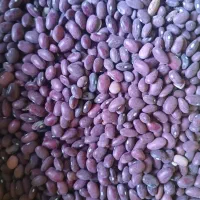 حبوبات لوبیا قرمز