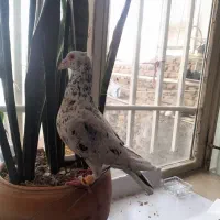 کبوتر|حیوانات|کرمانشاه, |دیوار