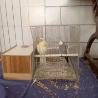 عروس هلندی|پرنده|نجفآباد, شریعتی غربی|دیوار