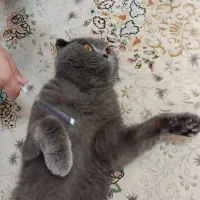 گربه اسکاتیش فولد