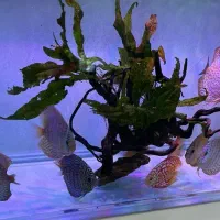 نصب وراه اندازی وسرویس آکواریوم|ماهی|کرج, عظیمیه|دیوار