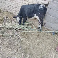 گوساله ماده معاوضه با گوساله نر