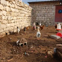 خروس|حیوانات مزرعه|سرپل ذهاب, |دیوار