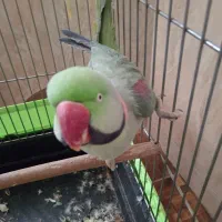 شاه طوطی بی اعصاب