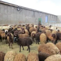 بره گوشتی،پای پروار،میش،آبستن،زاییده