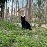 سگ ژرمن بلک شولاین ماده نژاد اصیل