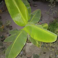 درخت موز