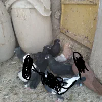 چندتا کبوترفروشی|پرنده|بندر ماهشهر, |دیوار