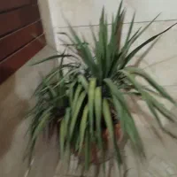 گل طبیعی مناسب حیاط یا ویلا