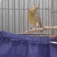 سهره|پرنده|تهران, شهرک ولیعصر جنوبی|دیوار