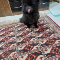 پامر روباهی