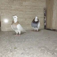 طوقی|پرنده|اصفهان, سودان|دیوار