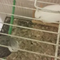 جفت عروس هلندی و کوتوله|پرنده|مشهد, شهید احمدی روشن|دیوار