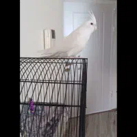 5جفت عروس هلندی بالغ