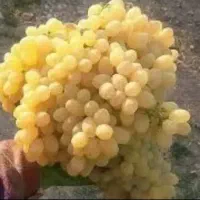 انگور عسگری
