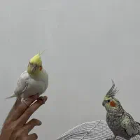 عروس هلندی