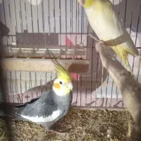 طوطی عروس و مرغ عشق انگلیسی