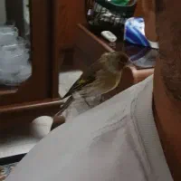 سهره قناری دستی|پرنده|اندیشه, اندیشه فاز ۲|دیوار