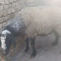 نر جوان 80کیلو|حیوانات مزرعه|کرج, فاز ۴ مهرشهر|دیوار