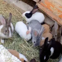 خرگوش