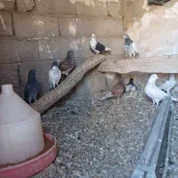 کبوتر پرشی|پرنده|شاهین دژ, |دیوار