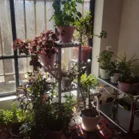 سوییت جنگلی