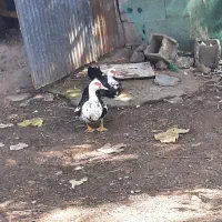فروش اردک اسراییلی ماده تخم گذار