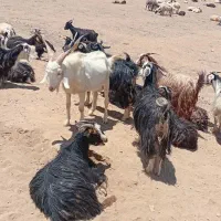 بزغاله نر یکساله نژاد دار برای تولید مثل