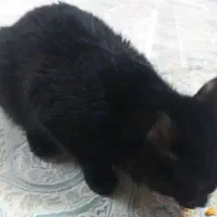 گربه ی گمشده|گربه|قم, انصارالحسین|دیوار