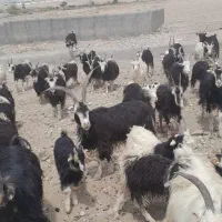 فروش بز