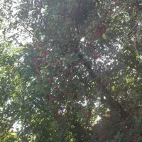 آلبالو ارگانیک