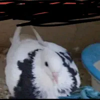 گمشده4ماه پیش درگاراژحسن آباد