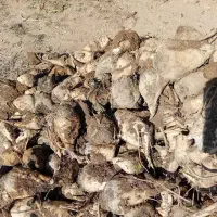 چغندر قند|عمدهفروشی|فامنین, |دیوار