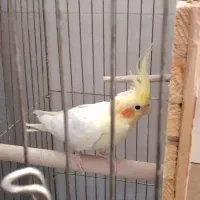 یک جفت عروس هلندی