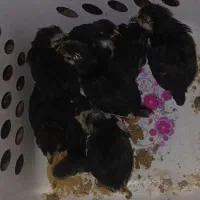 خروس گلین چلتاج