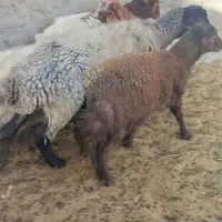 میش افشاری و بره نر