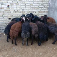 توخلو ماده قزل افشار