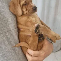 توله گلدن رتریور گلد دارچینی بازیگوش و زیبا