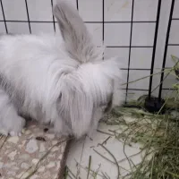 خرگوش مینی لوپ|موش و خرگوش|دیواندره, |دیوار