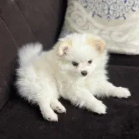 سگ پامر|سگ|آباده, |دیوار