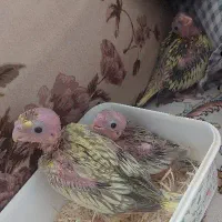 عروس هلندی نر وماده|پرنده|سهند, |دیوار